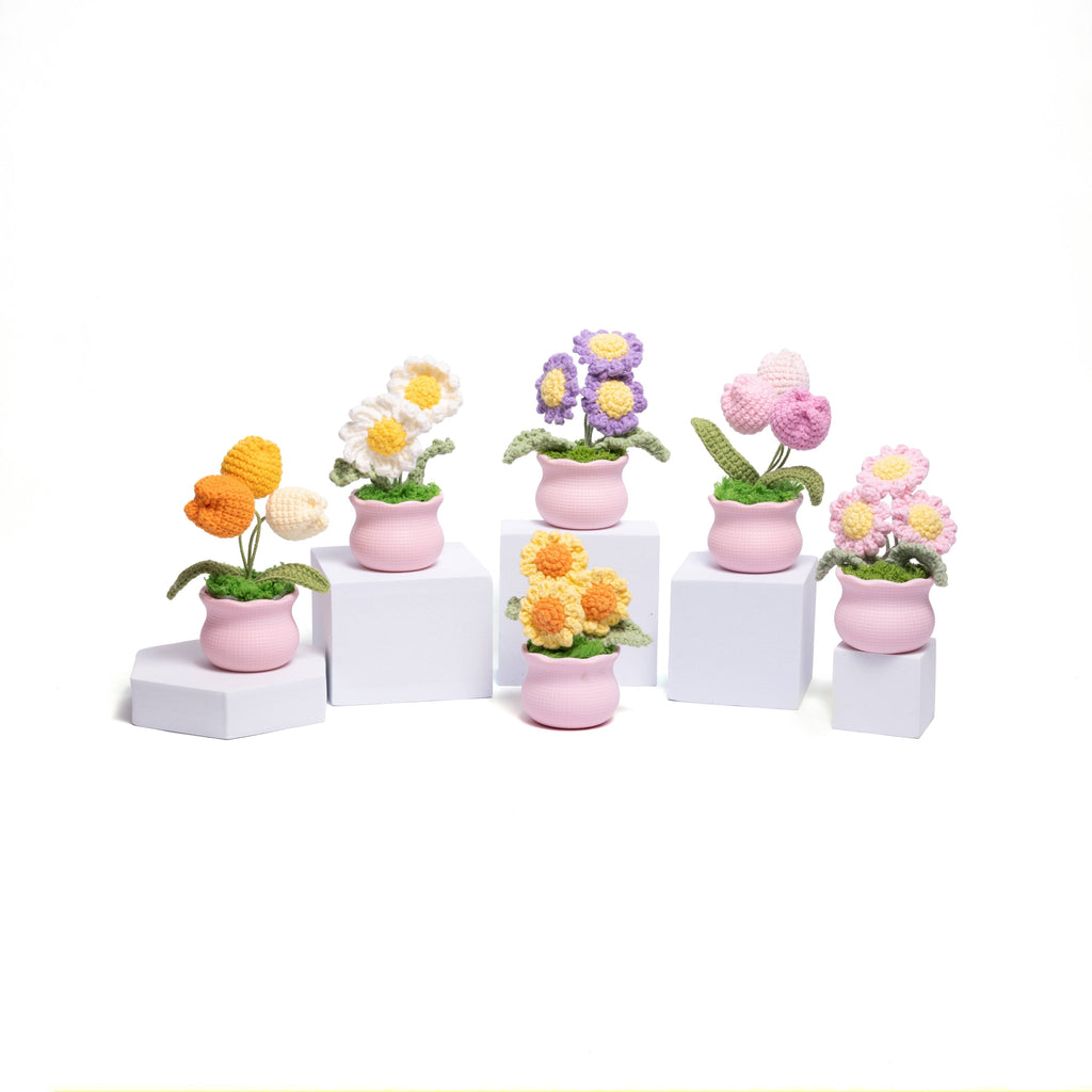 Tulips Pot Plant