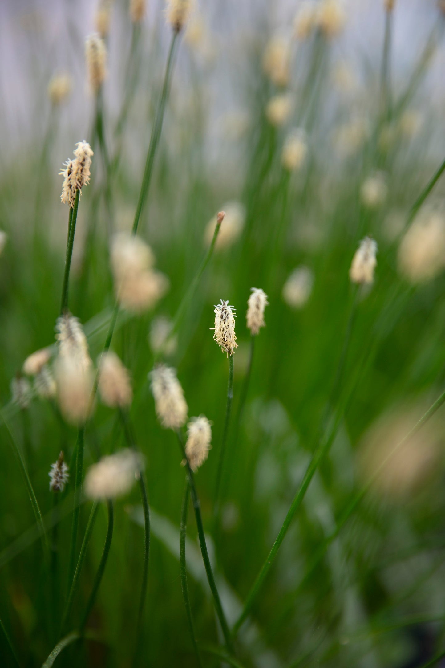 Eleocharis palustris (Common spike-rush) - Marginal Pond Plants - MBP034