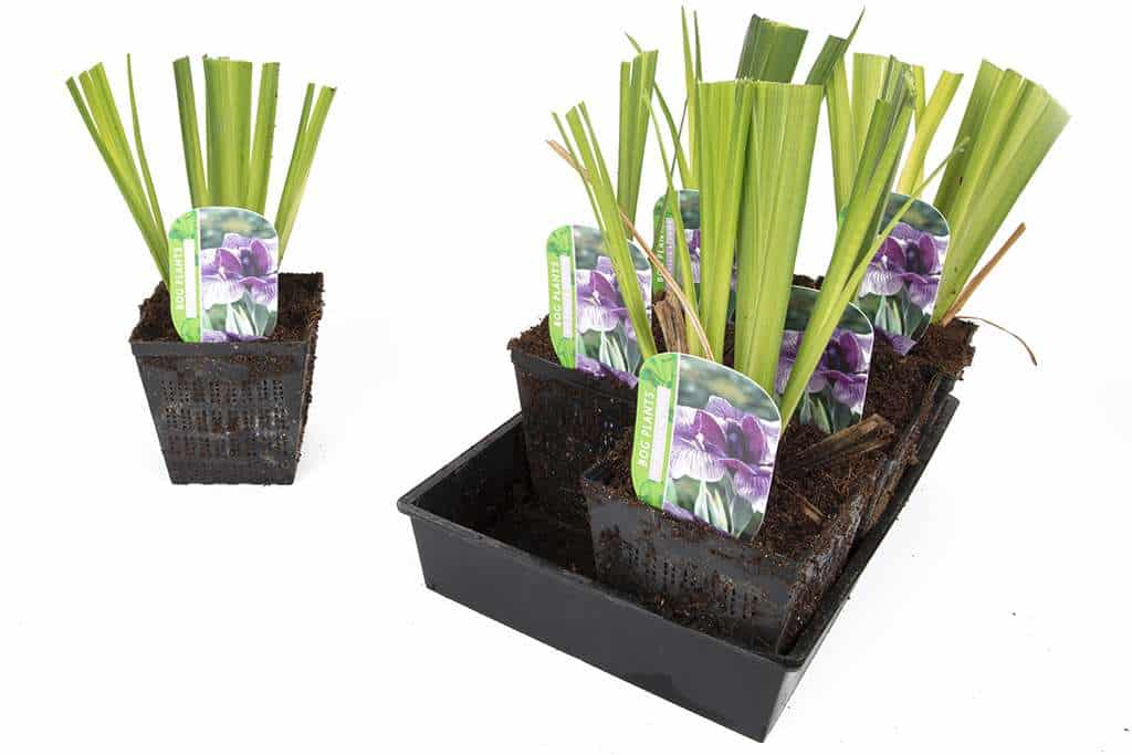 Iris ensata Activity - Marginal Pond Plants - BP051