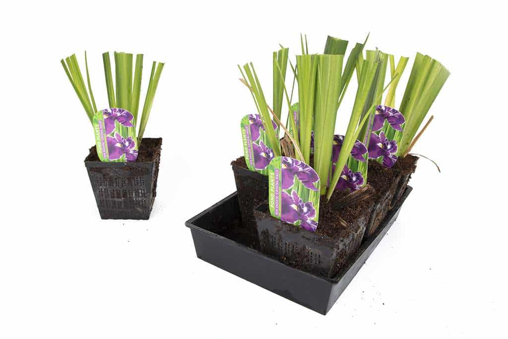 Iris ensata 'Crystal Halo' - Marginal Pond Plants - BP052A