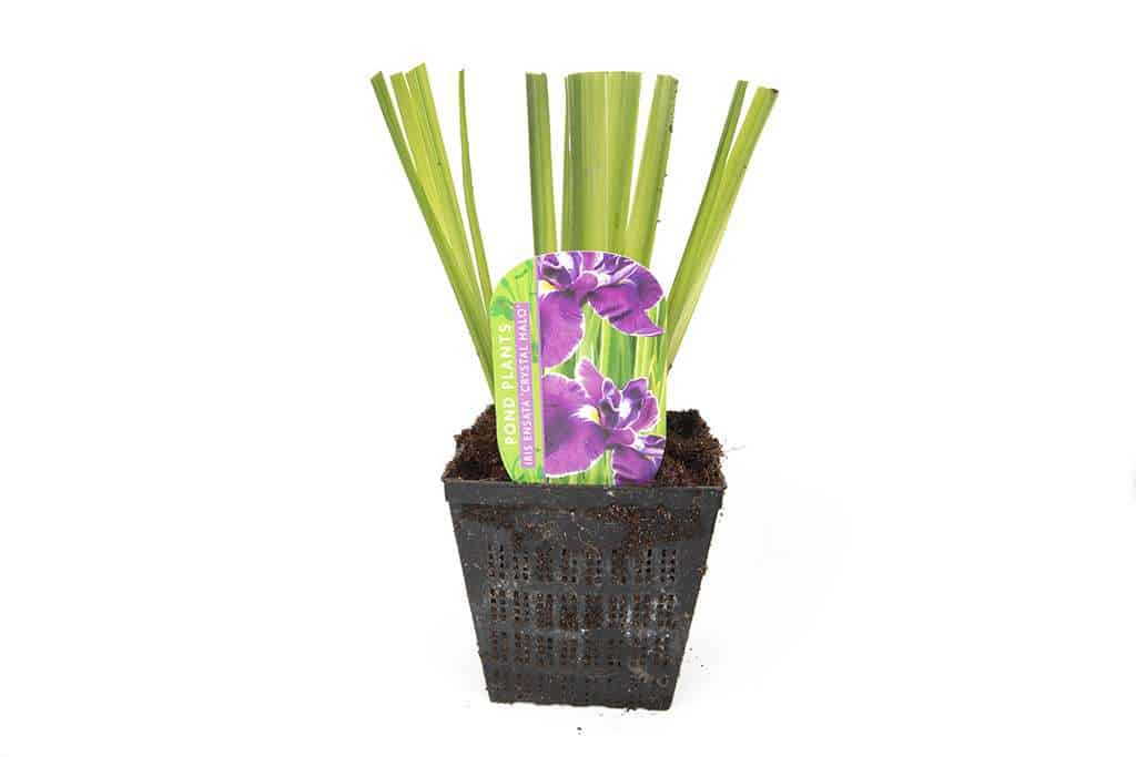 Iris ensata 'Crystal Halo' - Marginal Pond Plants - BP052A