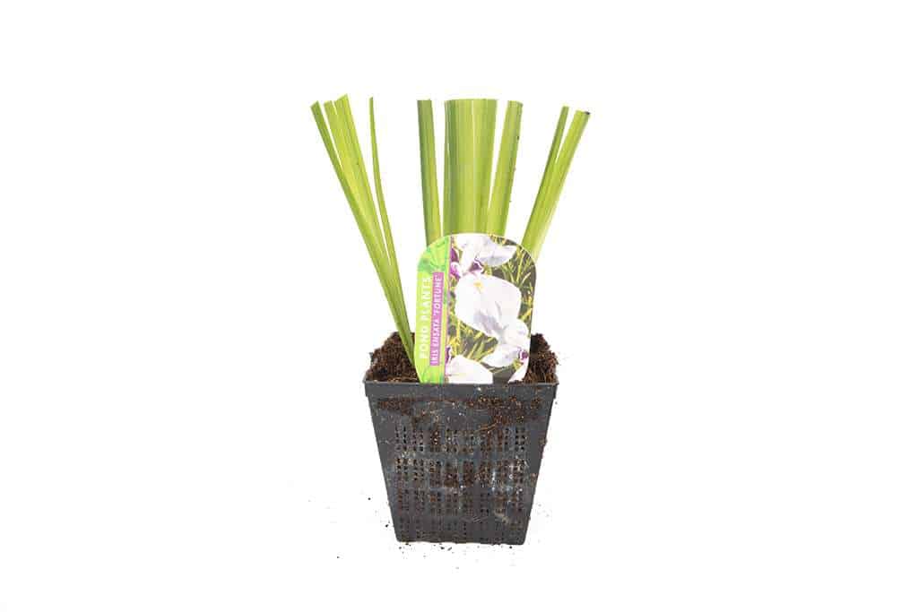 Iris ensata 'Fortune' - Marginal Pond Plants - BP059