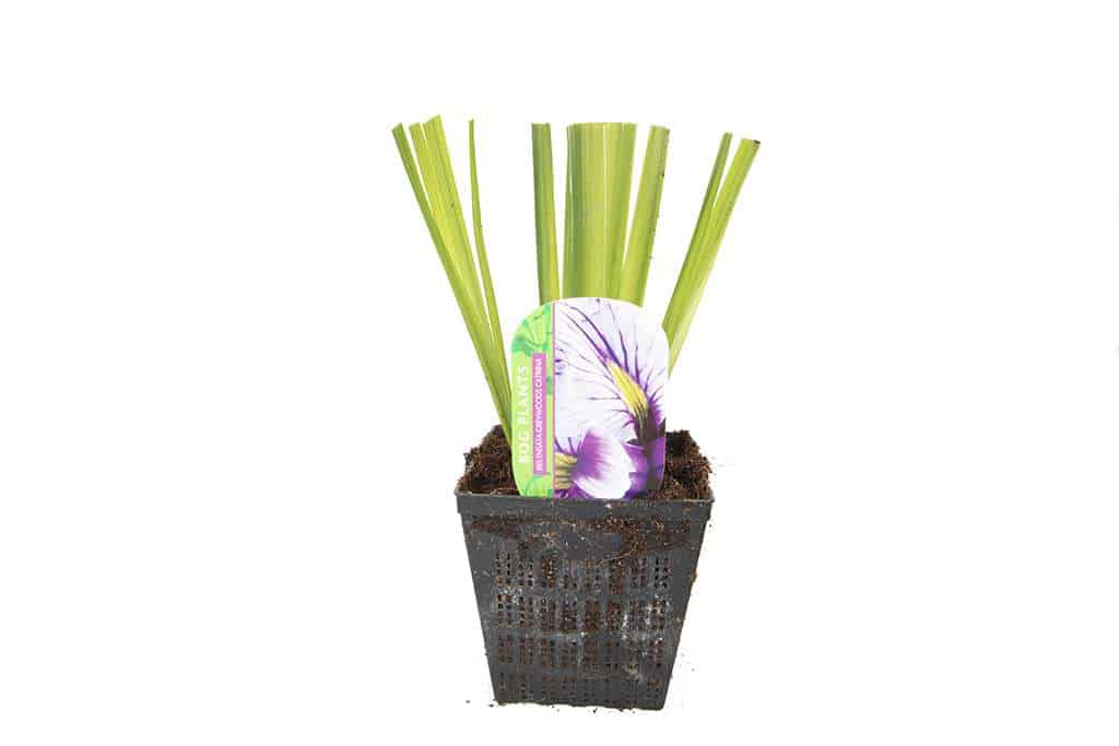 Iris ensata 'Greywoods Catrina' - Marginal Pond Plants - BP061