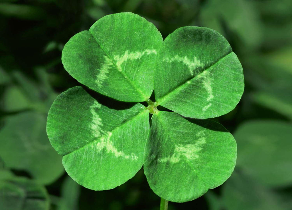 Etivel Rain Perfume Essence Oil – Alcohol Free, Vegan, Paraben & Phthalate Free, TSA Ready