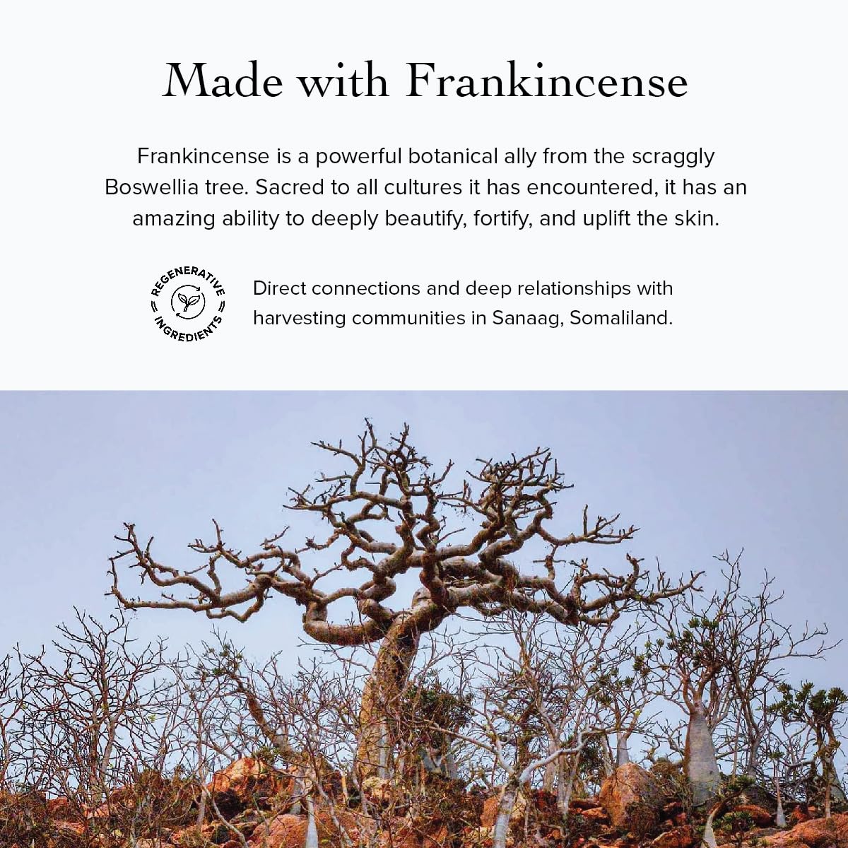 evanhealy Frankincense HydroSoul | Organic Hydrosol Toner, Alcohol-Free