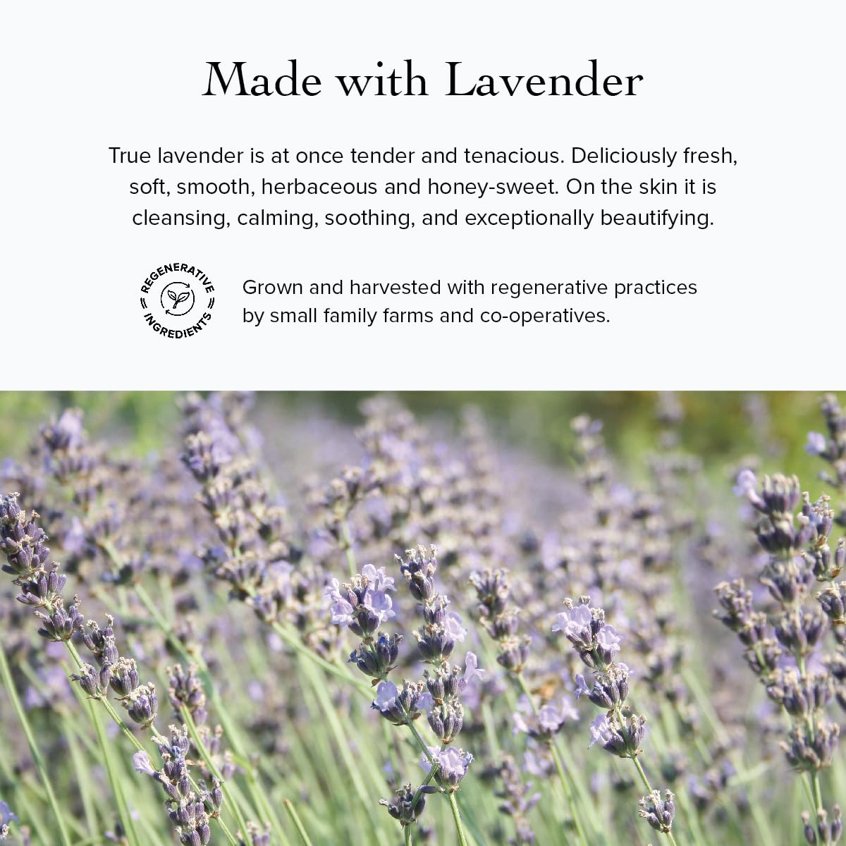 Evanhealy Lavender Argan Light Moisturizer | Sheer Antioxidant Cream for Oily & Sensitive Skin