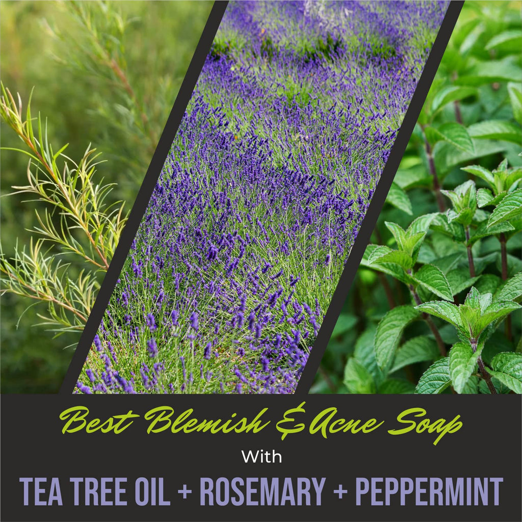First Botany ALL Natural Body Wash – Rosemary Mint, 16 fl oz | Odor & Impurity Care for Men & Women