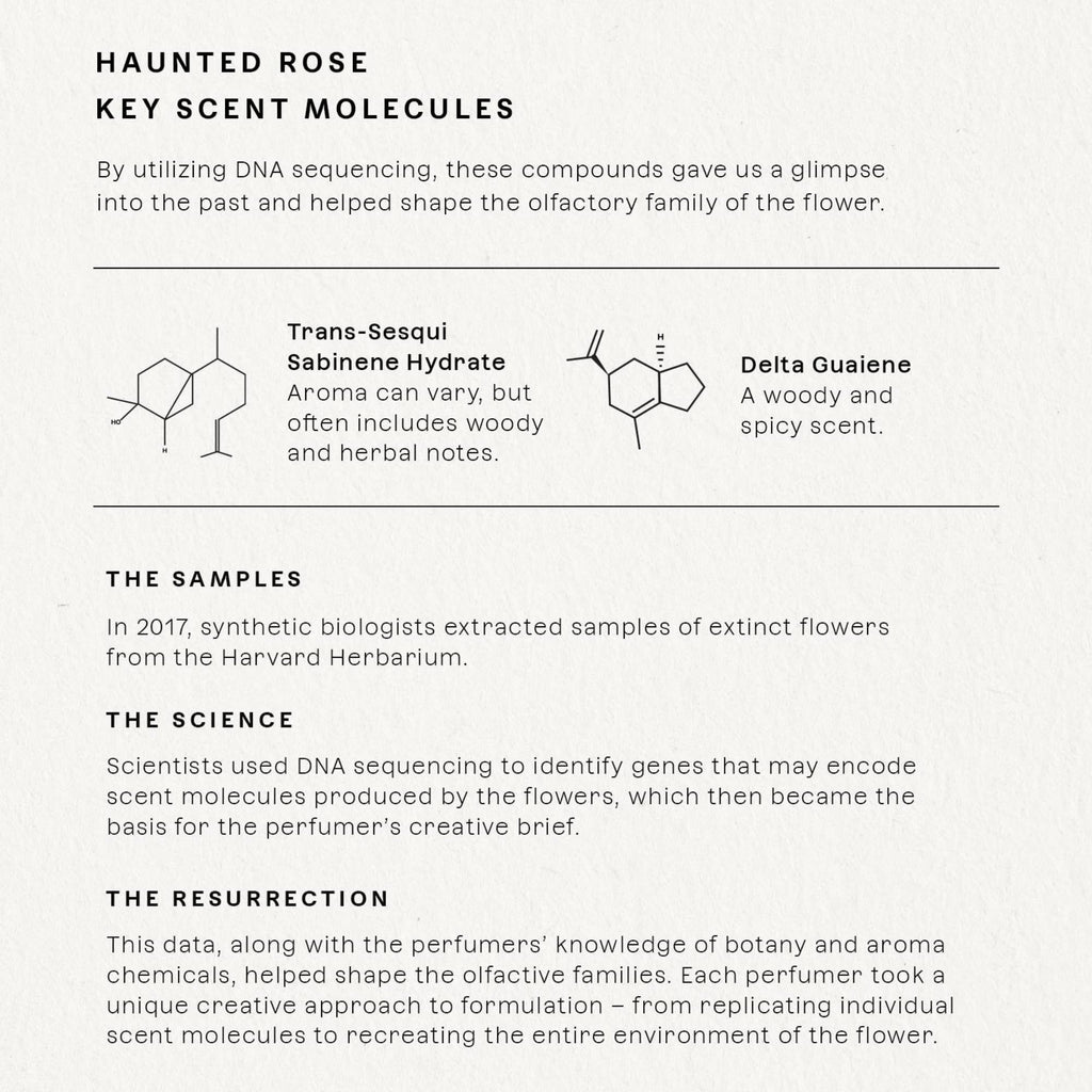 Future Society Haunted Rose Perfume – Smoky Floral EDP with Pepper, Rose, Amber & Sandalwood | 50ml