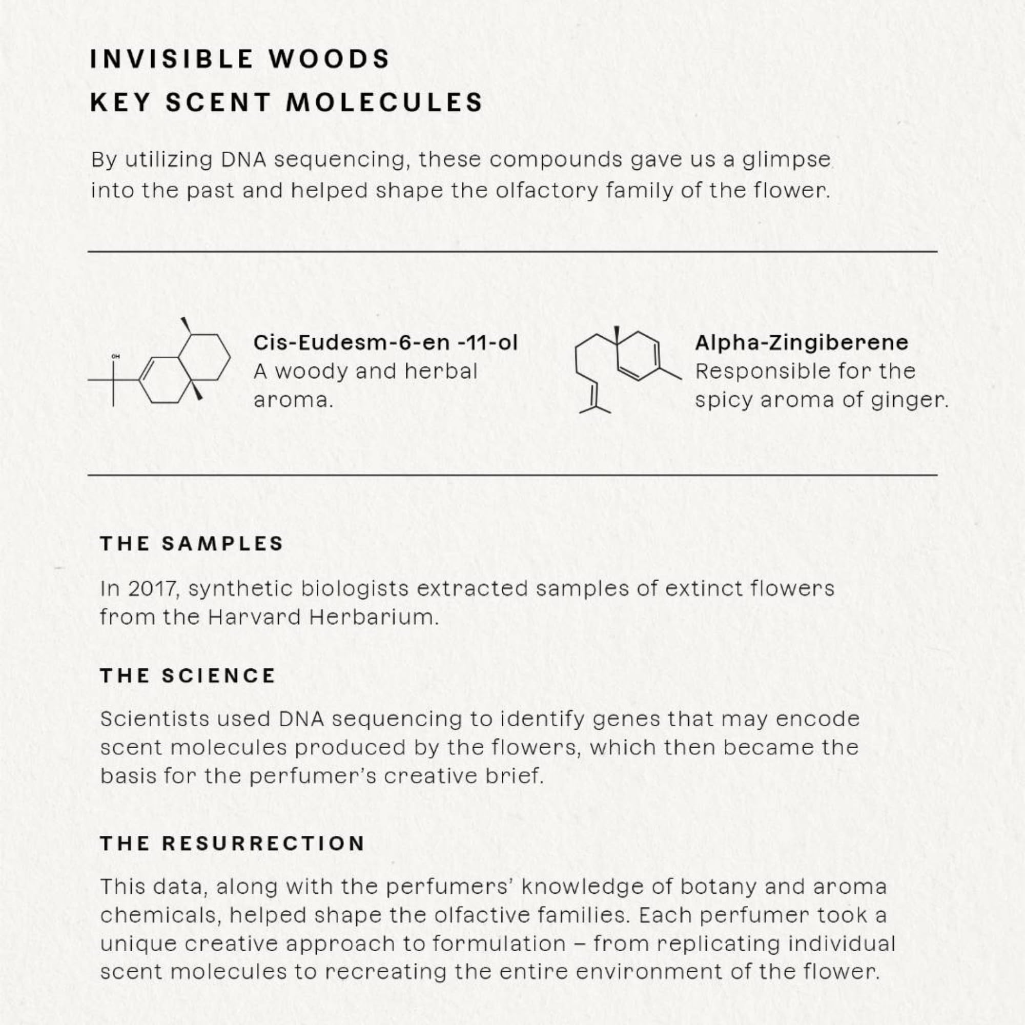 Future Society Invisible Woods Perfume – Woody Floral EDP with Eucalyptus, Grapefruit & Rose | 50ml