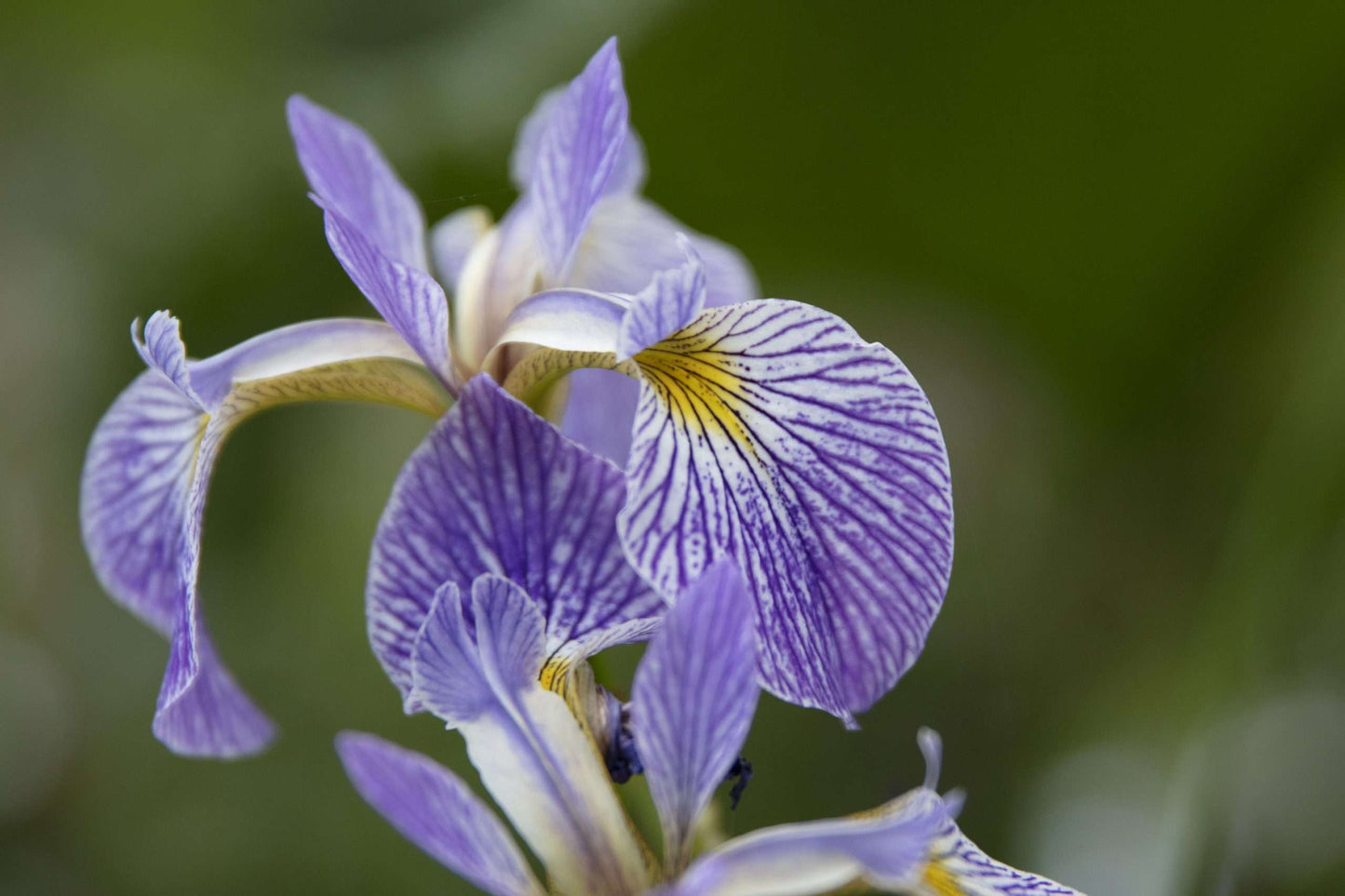 Iris versicolor - Gerald Darby - Marginal Pond Plants - MP062