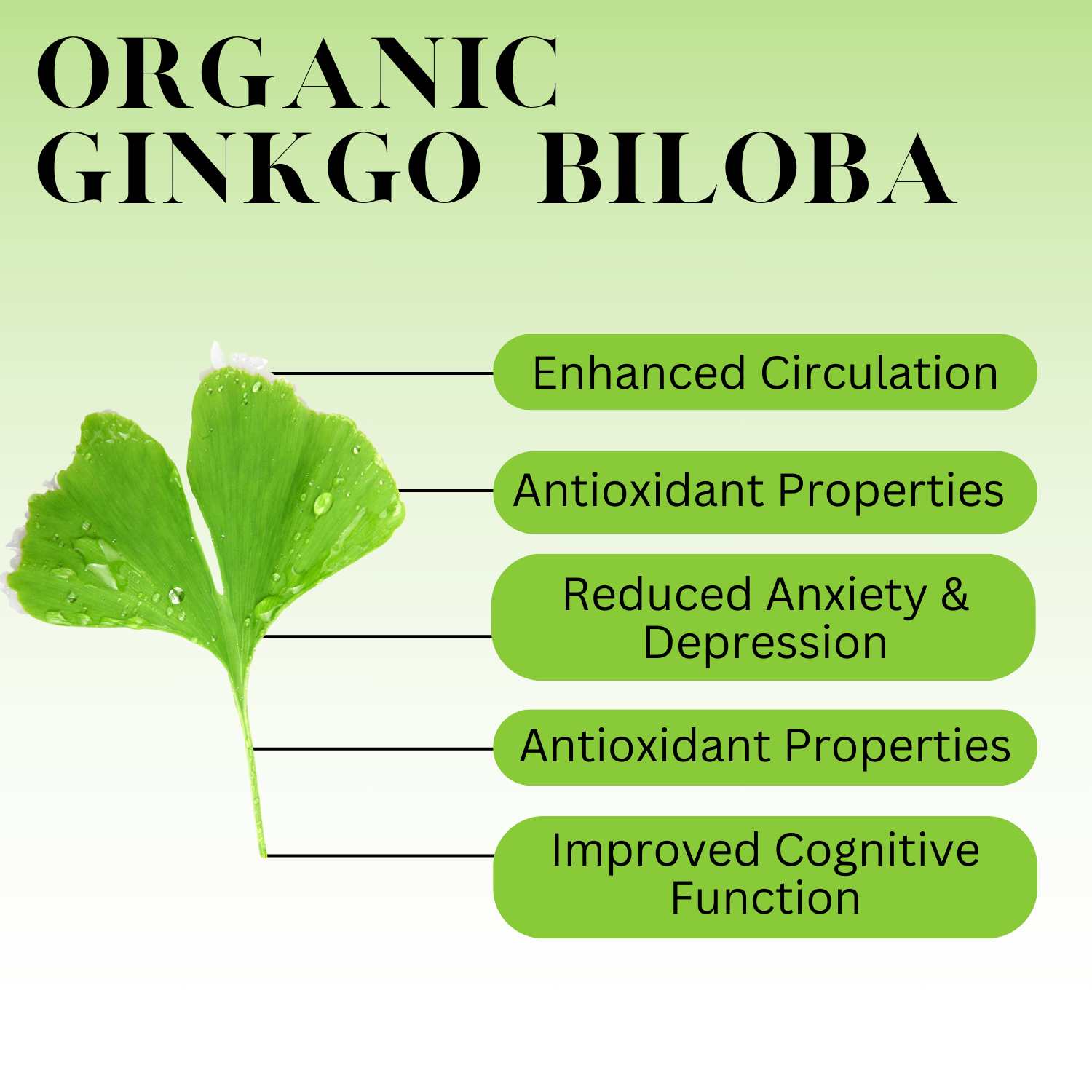 Organic Ginkgo Leaf Tincture - CIRCULATION, COGNITIVE FUNCTION, ANTIOXIDANT