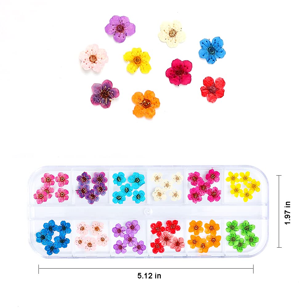 iFancer Flower Nail Charms – Natural Dried Mixed 60 pcs, 12 Colors for Nail Art & Resin DIY