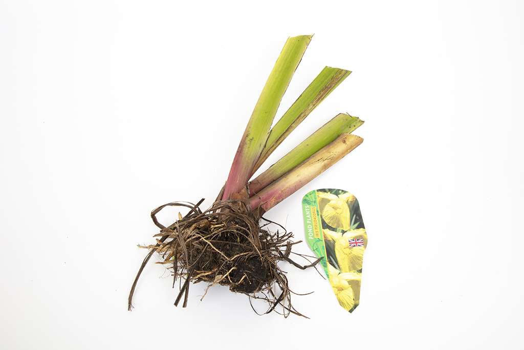 Iris pseudacorus (Yellow flag) - Marginal Pond Plants - MP057