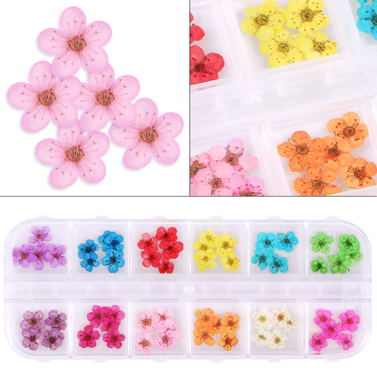 KISSBUTY 2 Boxes Dried Flowers for Nail Art – 24 Colors Mini Real Flowers (Gypsophila & Daffodil)