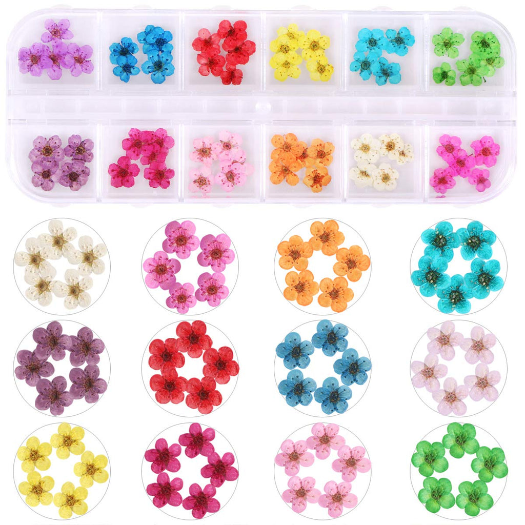 KISSBUTY 2 Boxes Dried Flowers for Nail Art – 24 Colors Mini Real Flowers (Gypsophila & Daffodil)