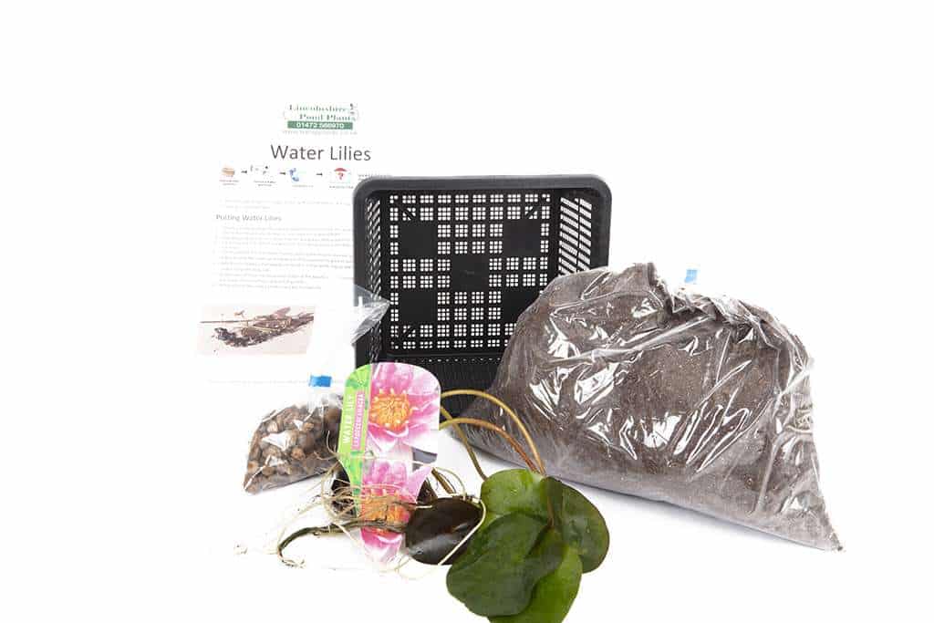 Gloriosa Water Lily - Pond Plants - LW09