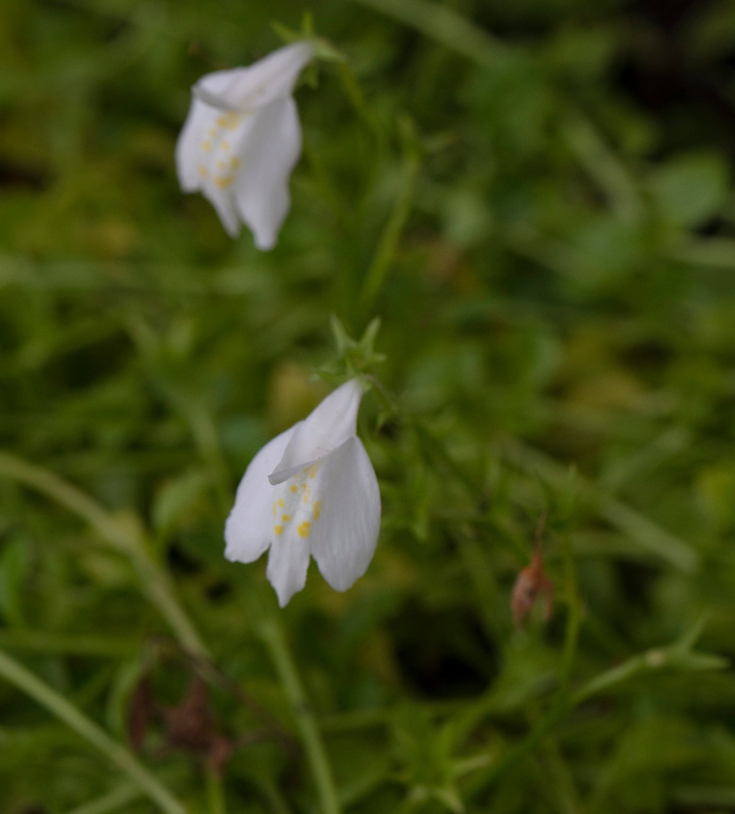 Mazus reptans 'Albus' (White marshflower) - Marginal Pond Plants - BP082