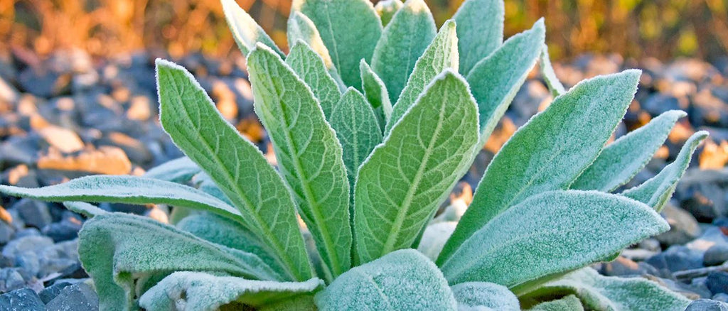 Organic Mullein Leaf Tincture - RESPIRATORY, VIRAL & INFECTIONS