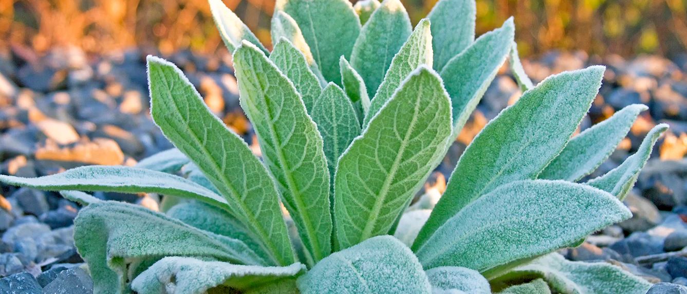 Organic Mullein Leaf Tincture - RESPIRATORY, VIRAL & INFECTIONS