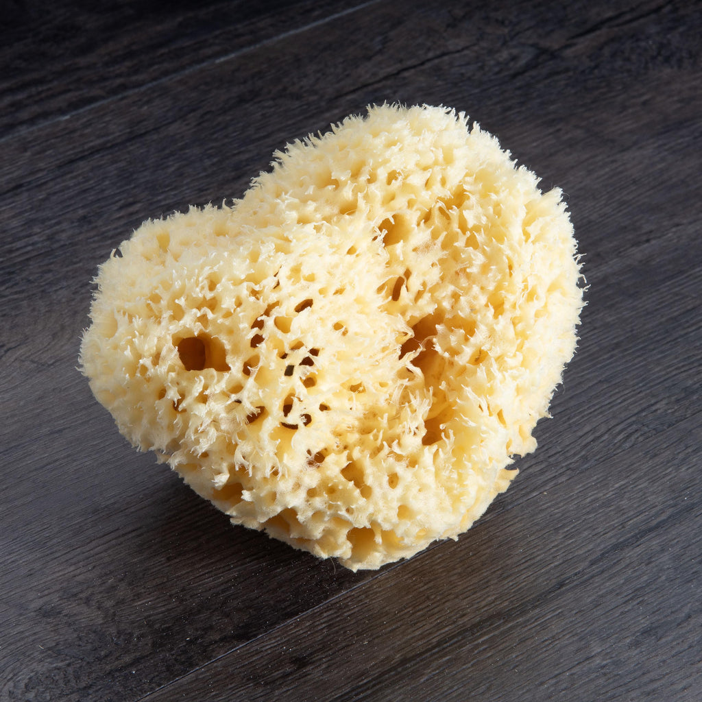 Neptune Natural Sea Wool Sponge – All-Natural Honeycomb Sea Sponge, Jumbo 7-Inch (Pack of 2)