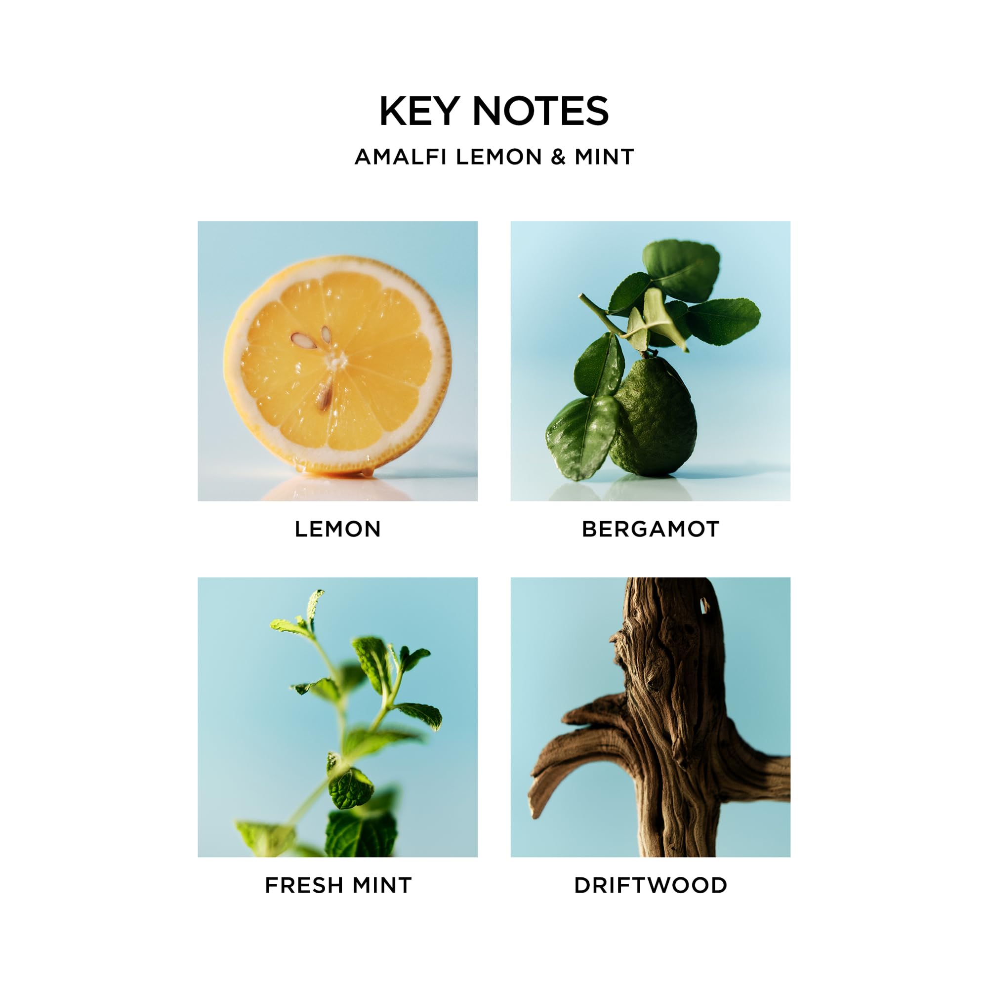 NEST New York Liquid Soap Amalfi Lemon & Mint – 10 fl oz | Cleanse & Nourish Skin (Approx. 300 Pumps)