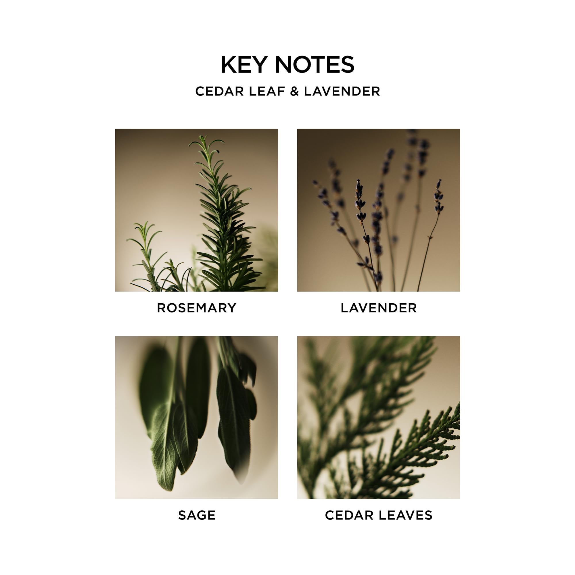 NEST New York Liquid Soap Cedar Leaf & Lavender, 10 fl oz – Cleanse & Nourish Skin