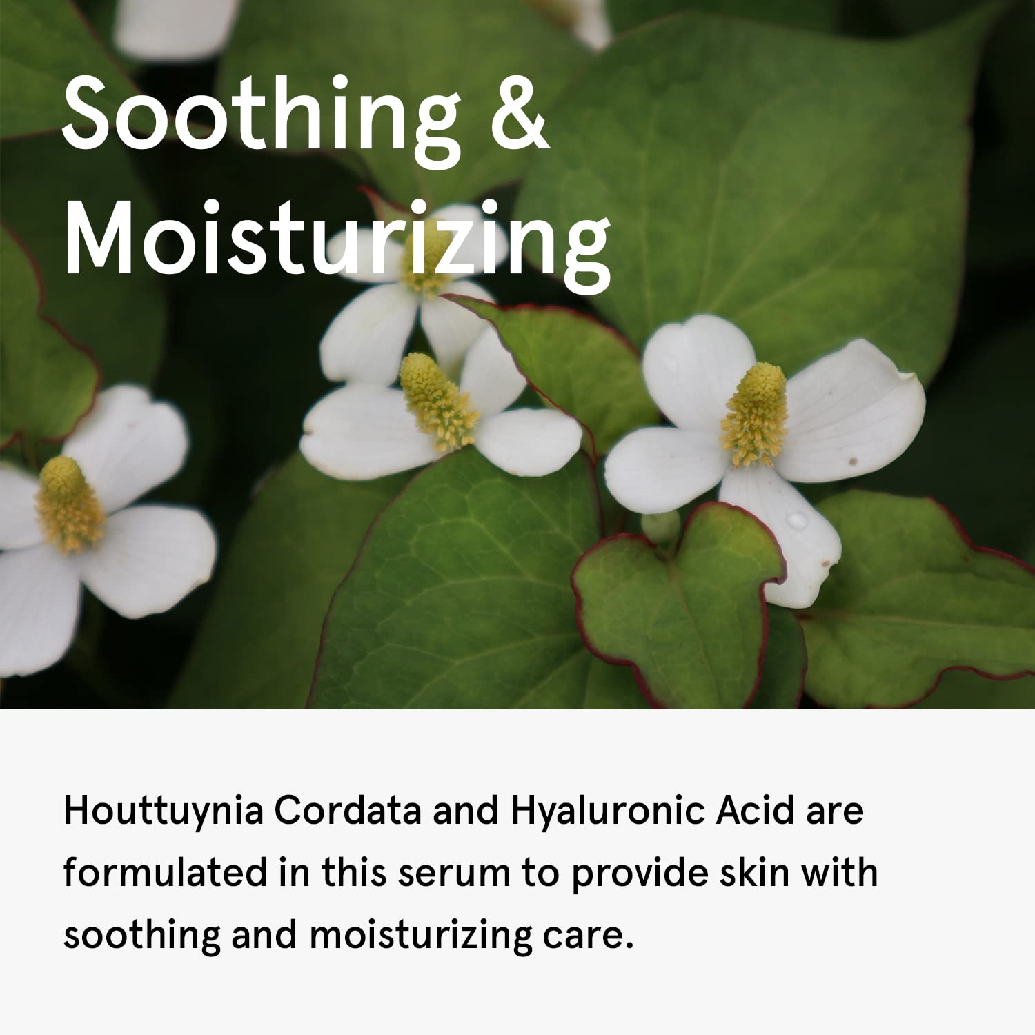ONE THING Houttuynia Cordata Serum 2.7 Fl Oz | Soothing Hyaluronic Acid Serum for Acne-Prone Skin | Vegan & Alcohol-Free