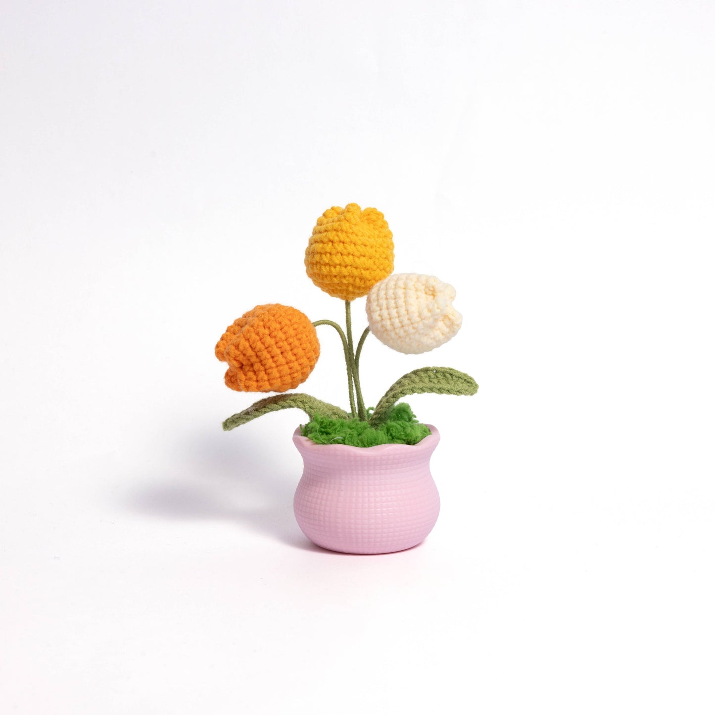 Tulips Pot Plant