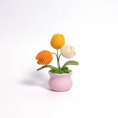 Tulips Pot Plant