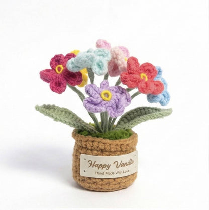 Forget-Me-Not Pot Plant