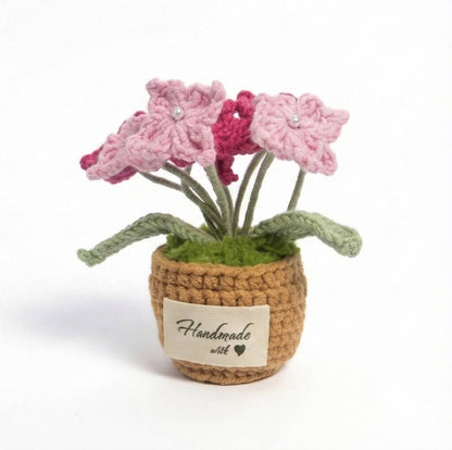 Forget-Me-Not Pot Plant