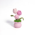 Tulips Pot Plant