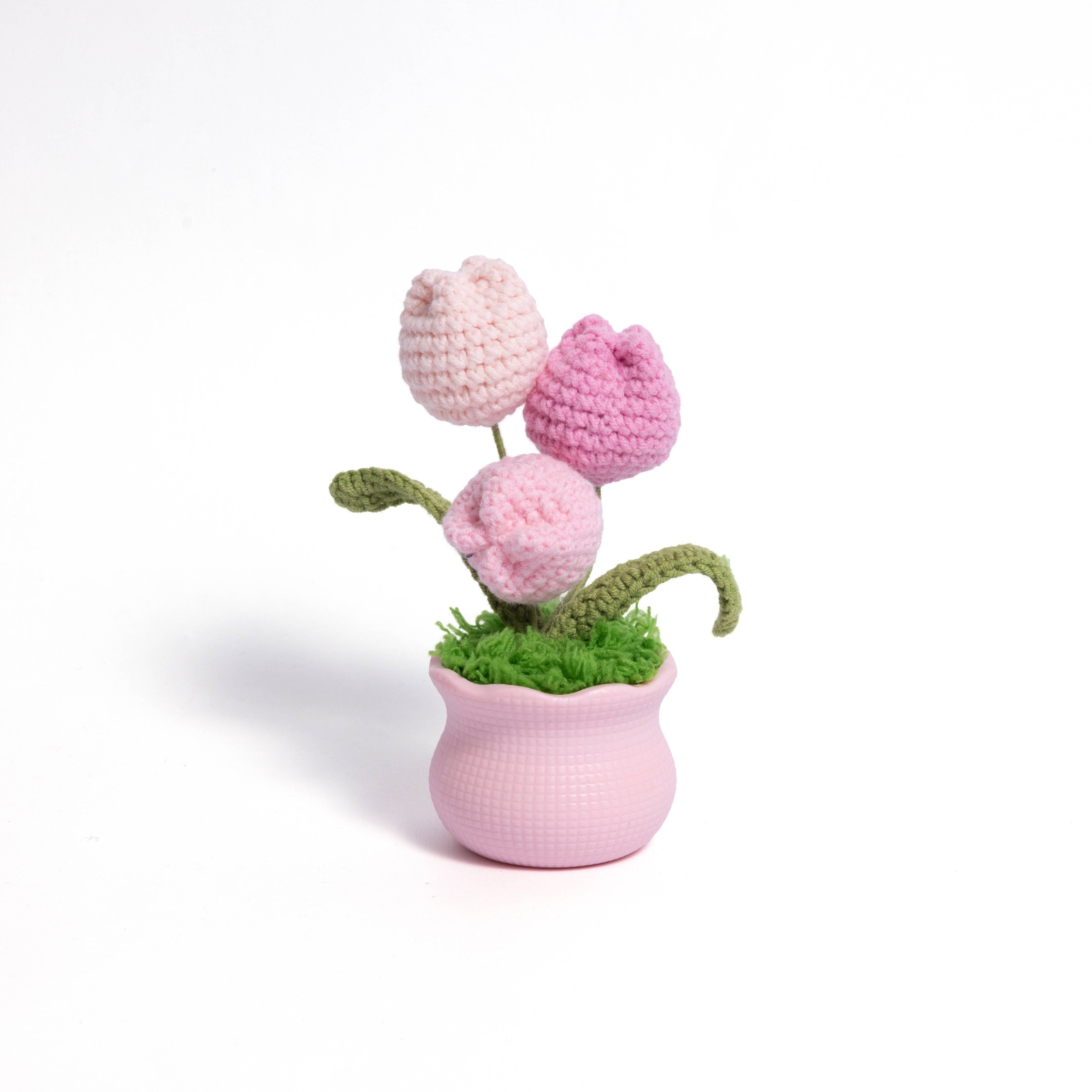 Tulips Pot Plant