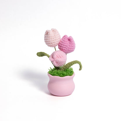 Tulips Pot Plant