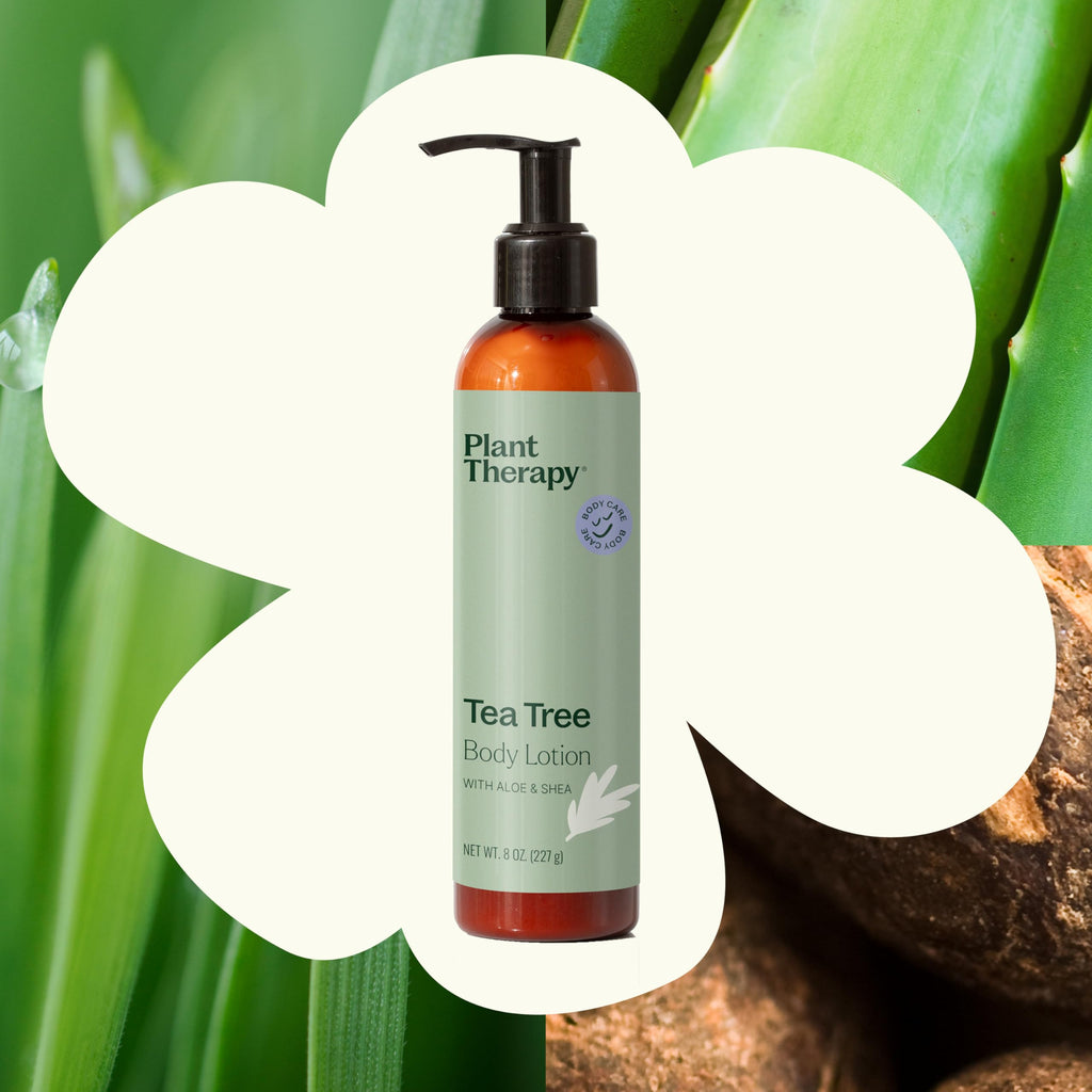 Plant Therapy Tea Tree Body Lotion with Aloe & Shea – Hydrate and Nourish Skin (8 oz)