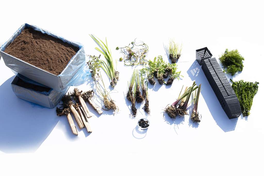 Pond Starter Packs - Pond topup Packs - Oxygenating - Compost and Pots Potted