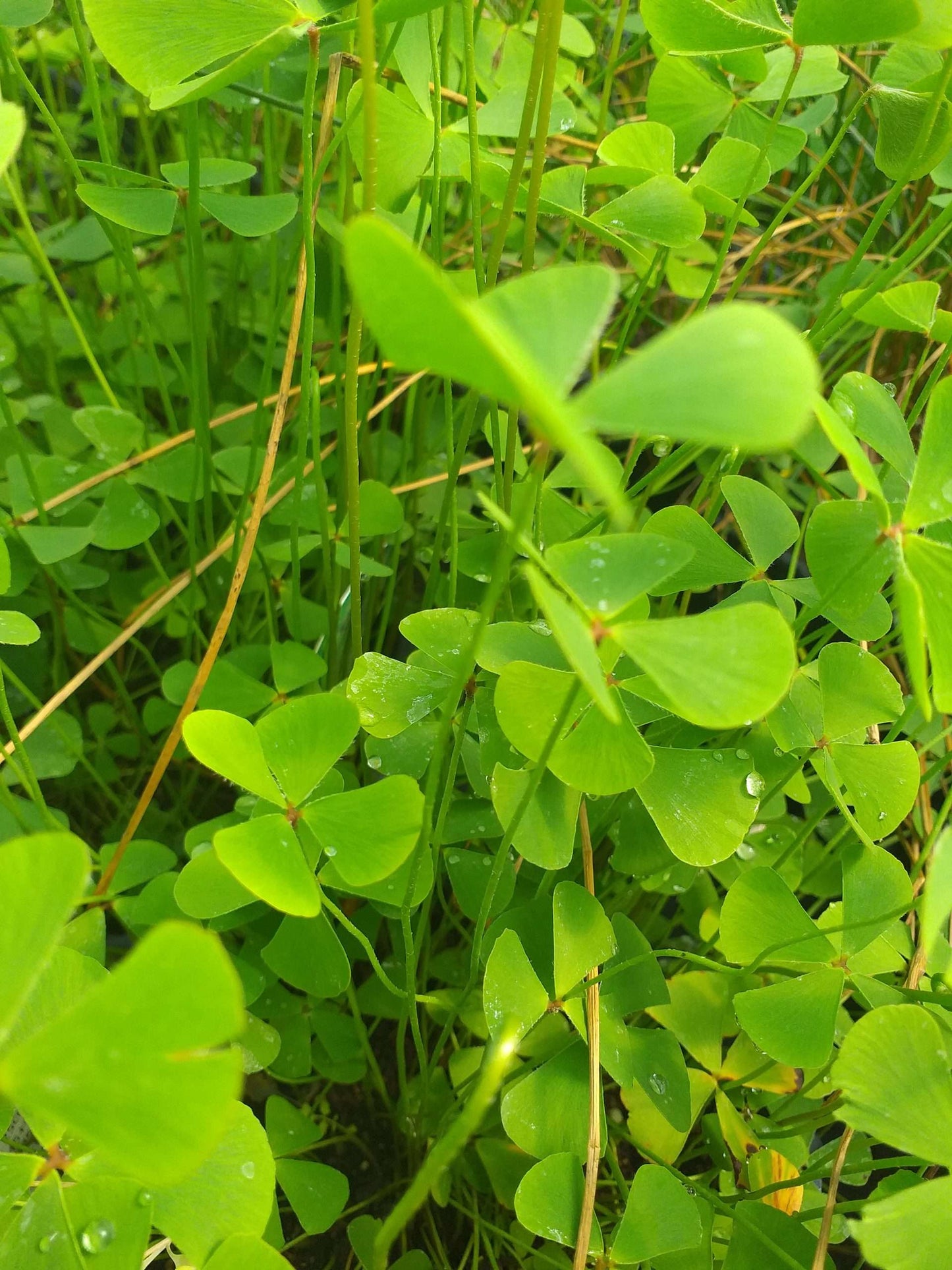 Marsilea quadrifolia (Water shamrock or Upright water clover) - Marginal Oxygenating Pond Plants - OX014