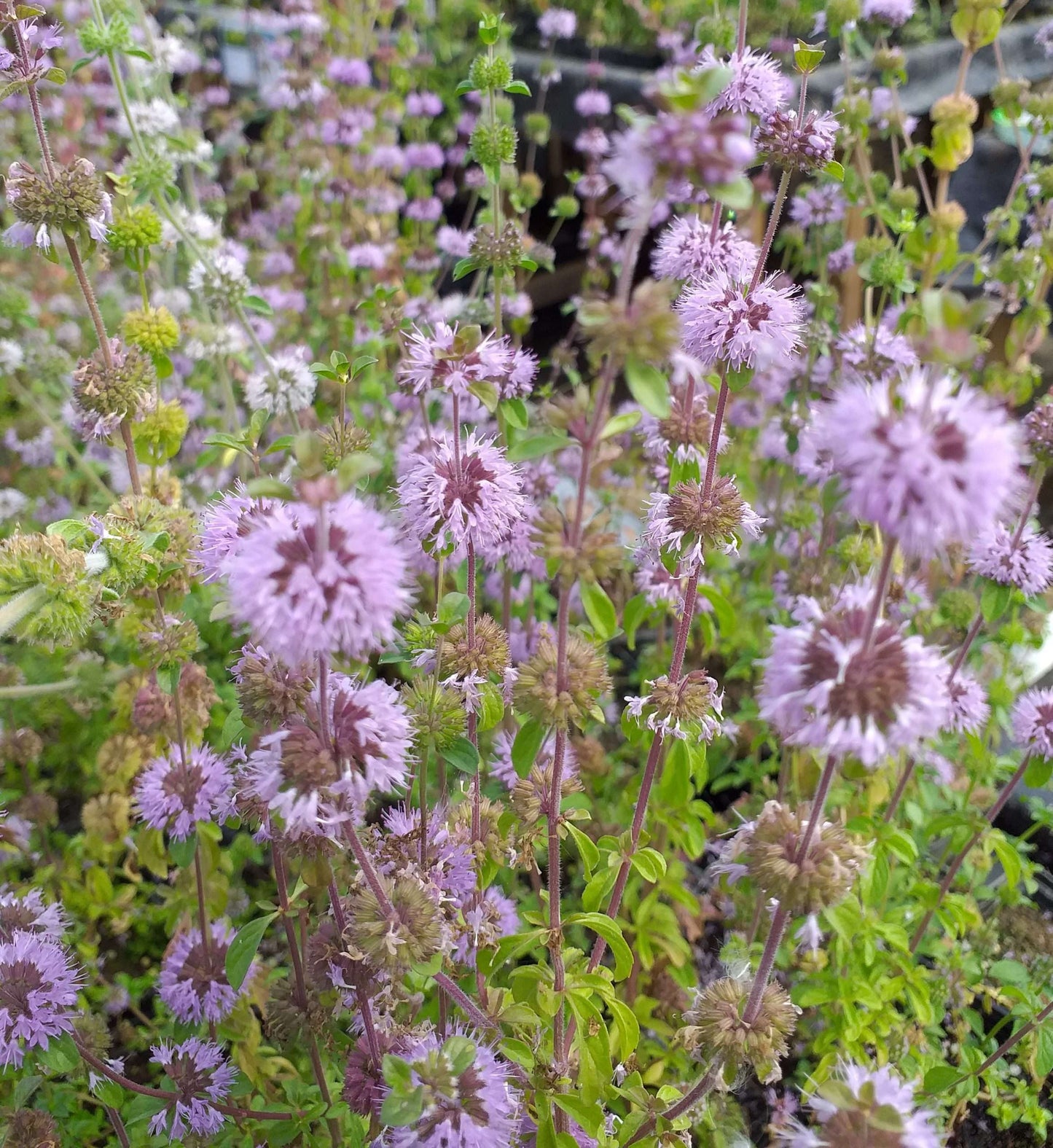 Mentha aquatica (Water mint) - Marginal Pond Plants - MP076