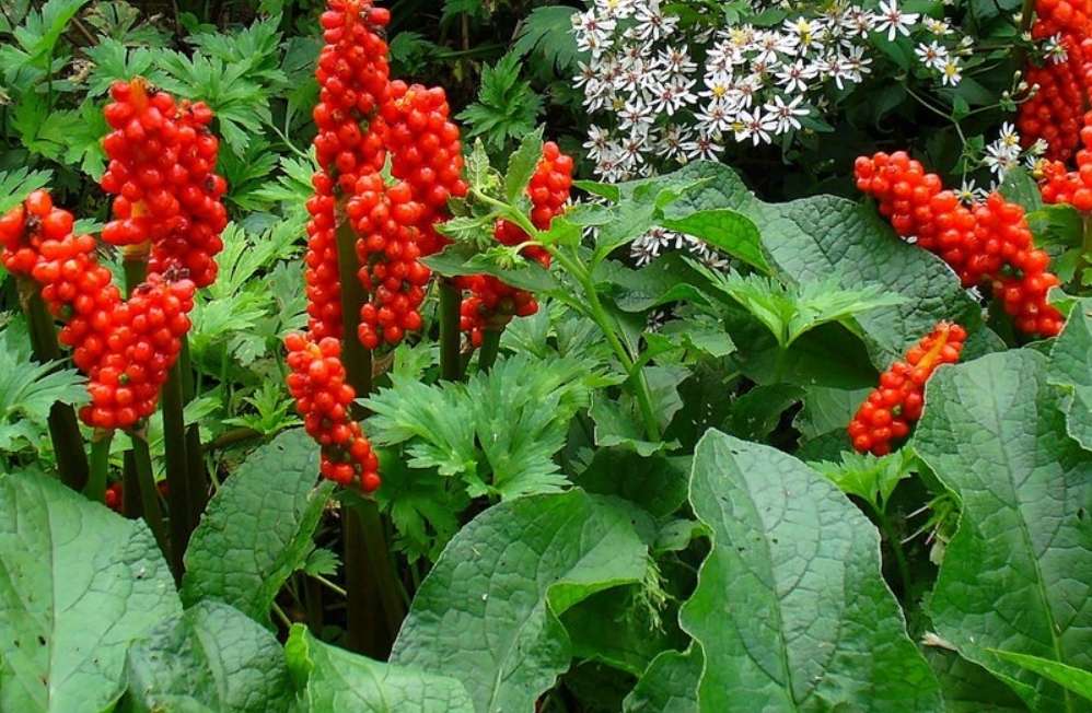 Arum italicum - Bog Pond Plants - BP009
