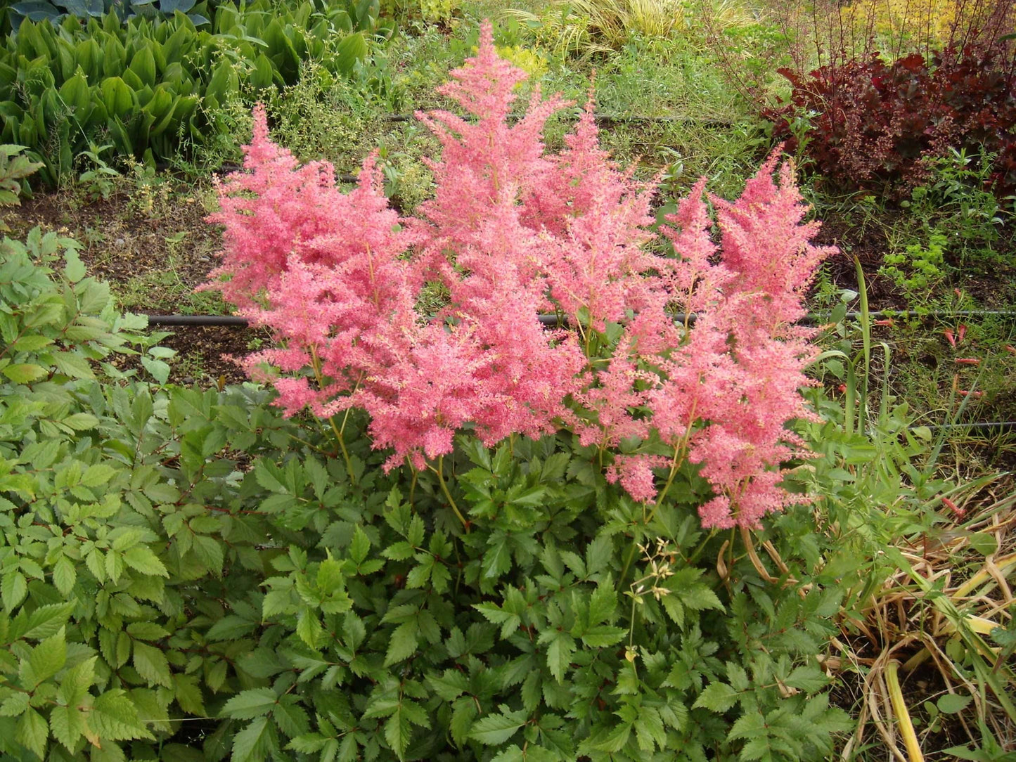 Astilbe Salmon Pink 'Strassenfeder' - Bog Pond Plants - BP015A
