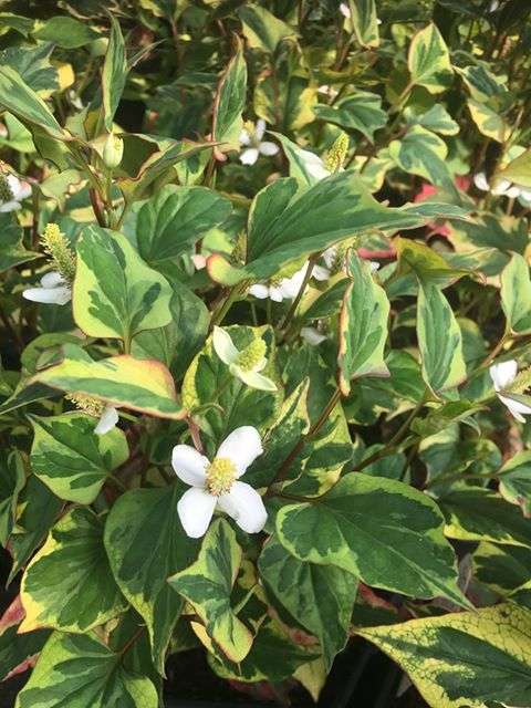 Houttuynia cordata 'Boo Boo' - Marginal Pond Plants - MP043