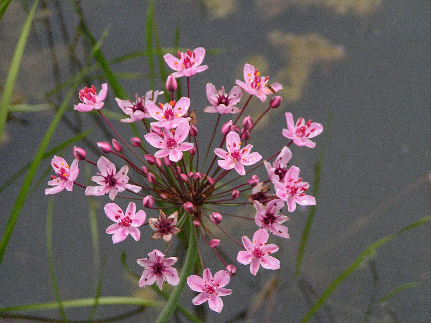 Lincolnshire Pond Plants Bee Marginal 8 Pack - BF801
