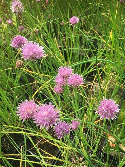 Allium schoenoprasum (Chives) - Bog Pond Plants - BP005