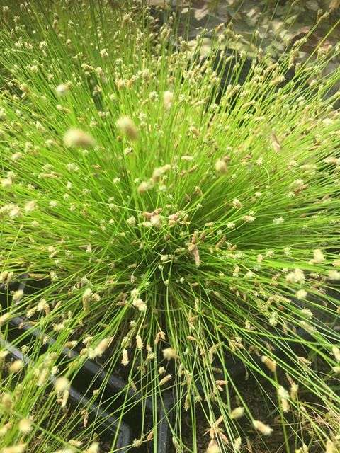 Scirpus cernuus (Fibre optic plant) - Marginal Oxygenating Pond Plants - OX025
