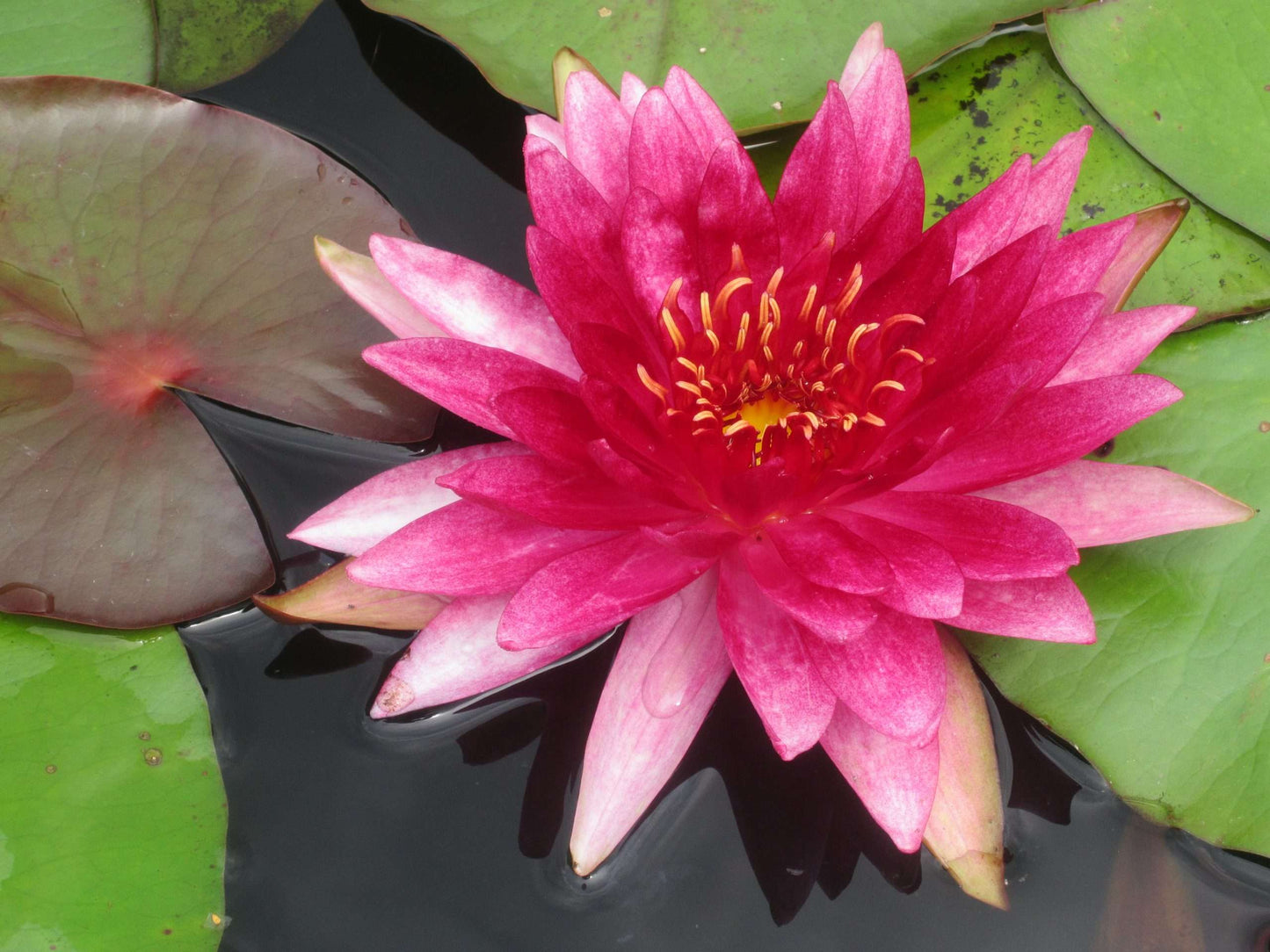 Lincolnshire Pond Plants Frog Pack potted - FFPL02