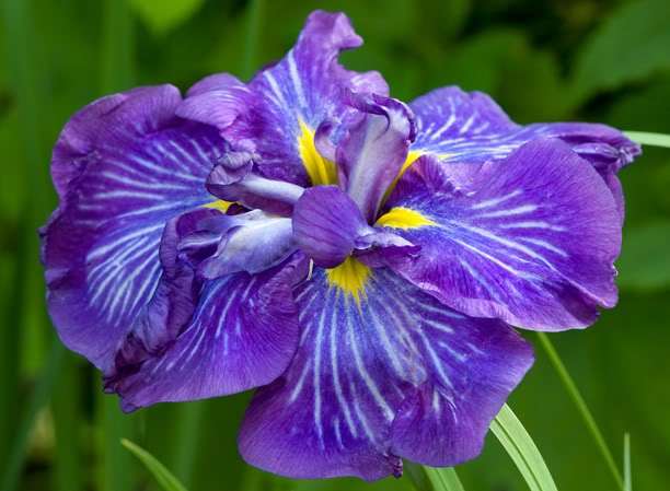 Iris ensata 'Electric Rays' - Marginal Pond Plants - BP056