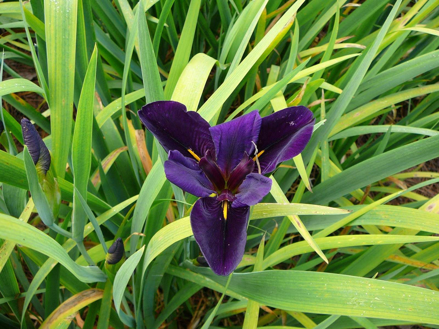Iris louisiana 'Black Gamecock' - Marginal Pond Plants - MP052