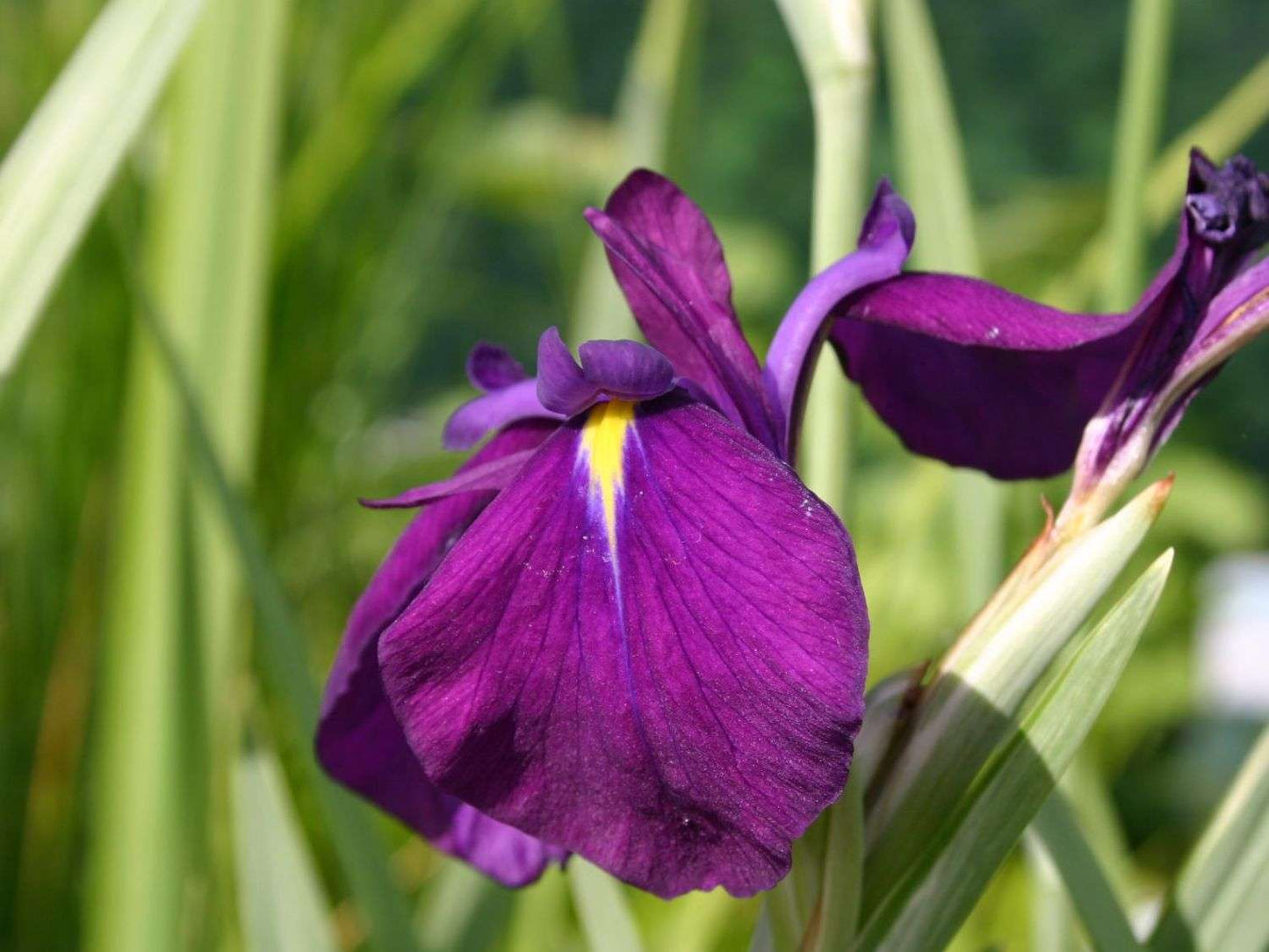 Iris ensata 'Variegata' - Marginal Pond Plants - BP050