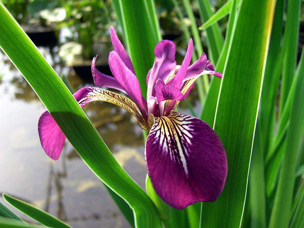 Lincolnshire Pond Plants Frog Pack potted - FFPL02
