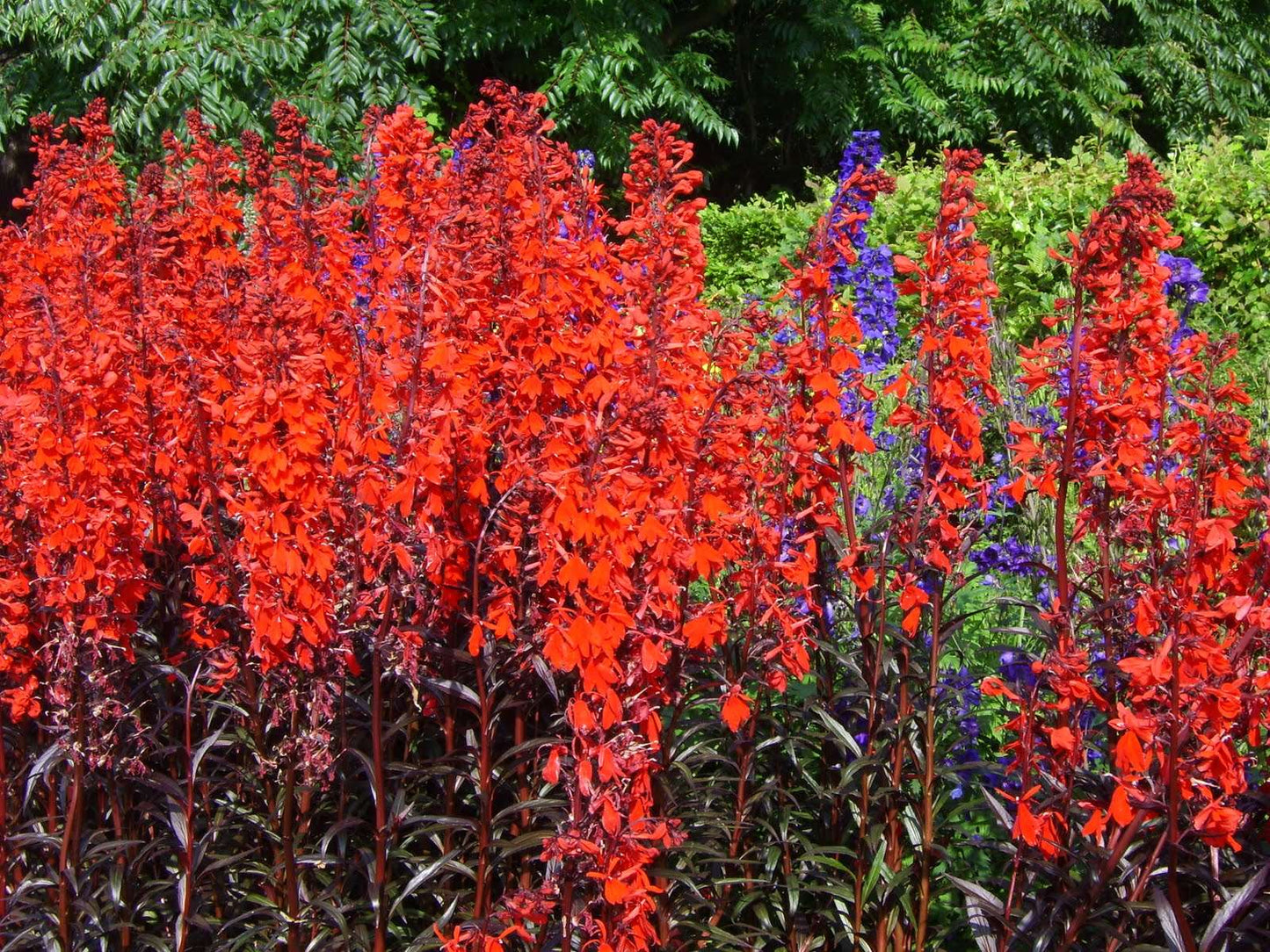 Lincolnshire Pond Plants Bee Marginal 8 Pack Potted - BF802
